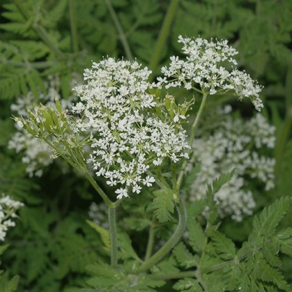 972 1 cechrice volna