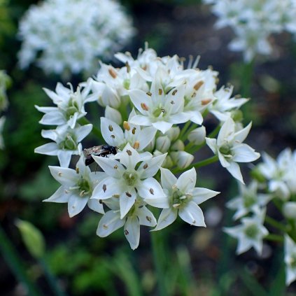 Allium tuberosum kz2