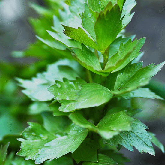 Levně Culina Botanica Libeček lékařský