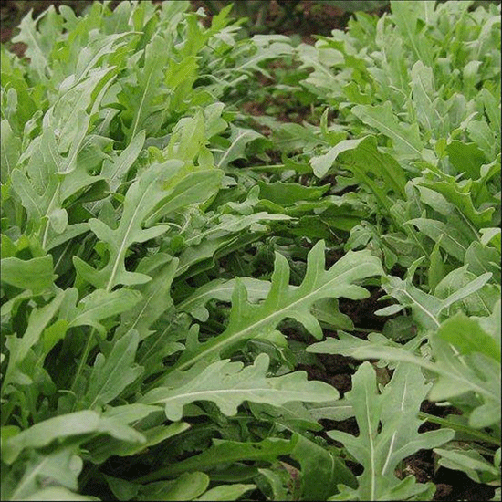 Levně Culina Botanica Roketa Wild Rocket