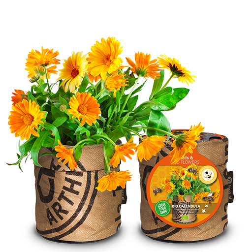 Levně Květináč Bees & Butterflies s aksamitníkem BIO