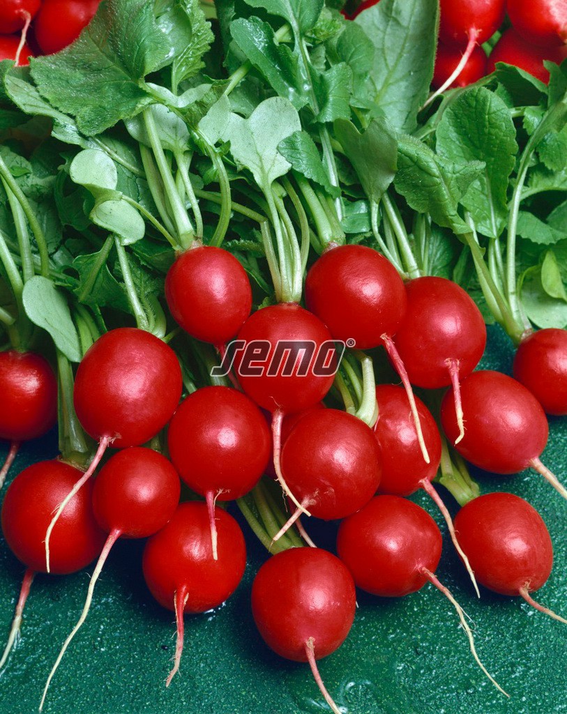 Levně Culina Botanica Ředkvička Prima