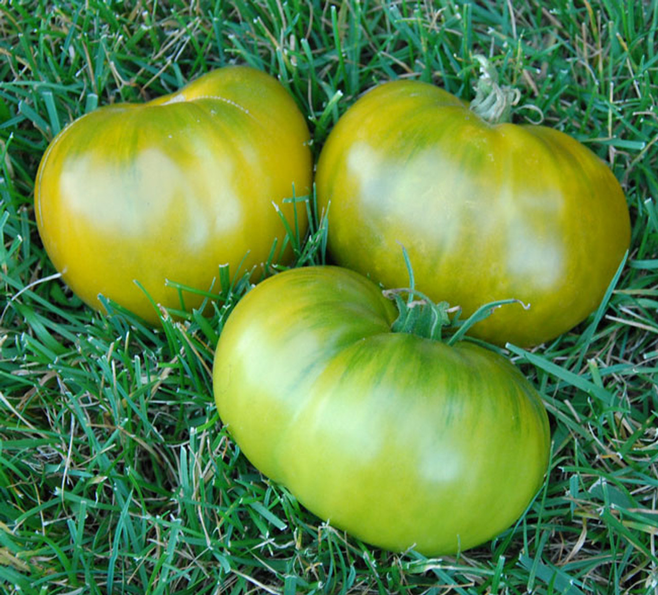 Levně Culina Botanica Rajče Kiwi