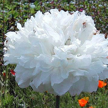 Levně Culina Botanica Mák okrasný "White Cloud"
