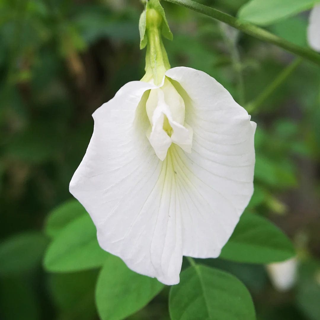Levně Culina Botanica Klitorie ternastská bílá