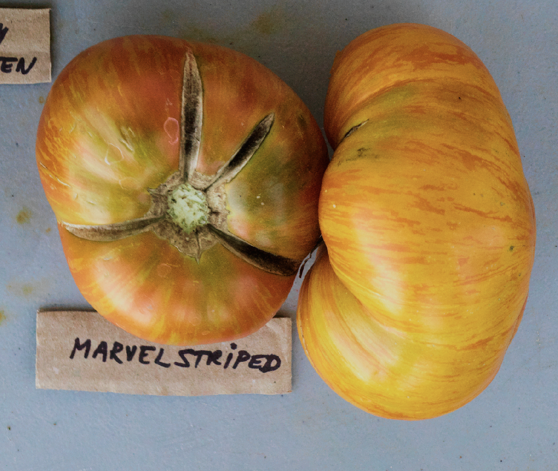 Levně Culina Botanica Rajče Marvel Striped