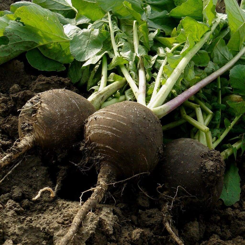 Levně Culina Botanica Ředkev Kulatá černá