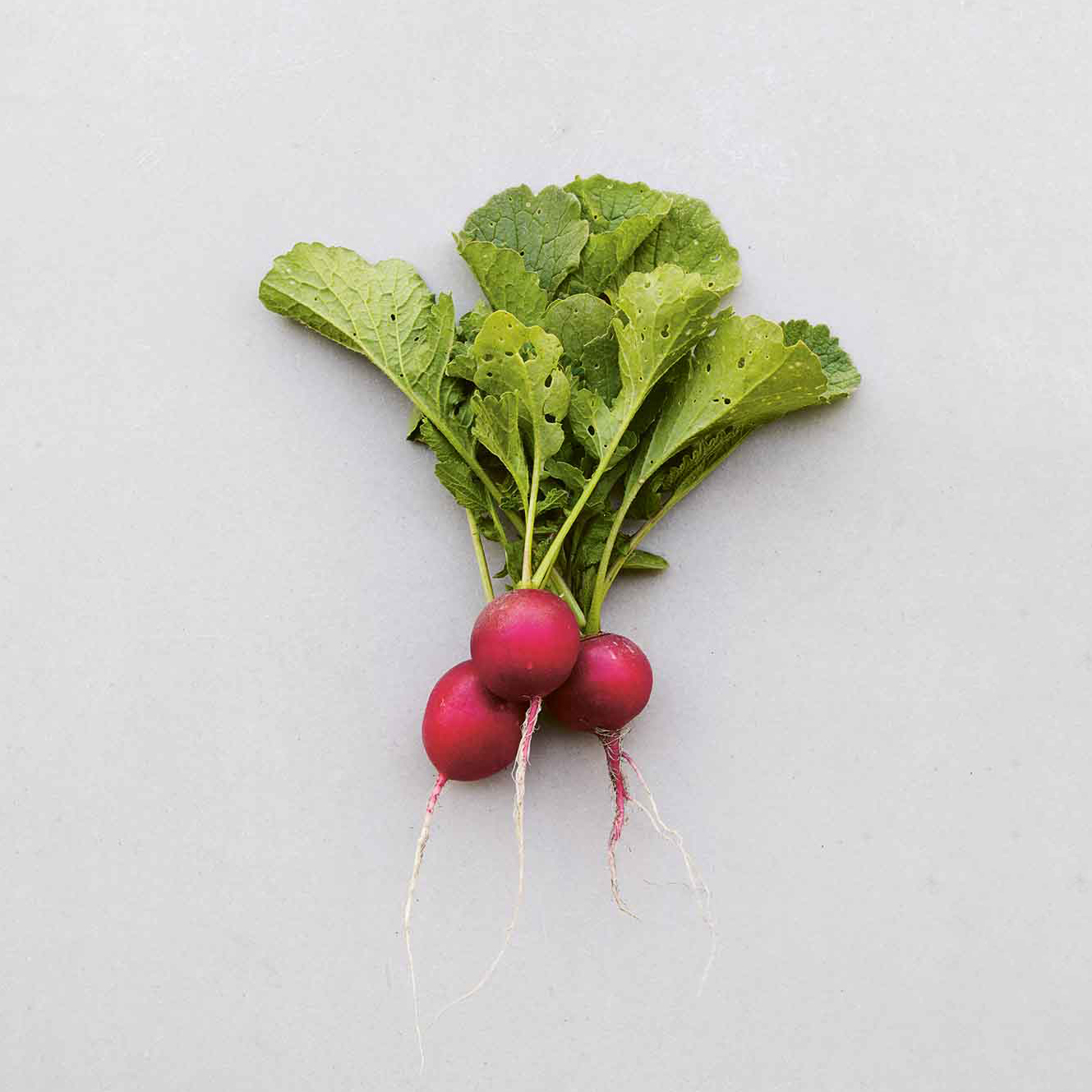 Levně Culina Botanica Ředkvička Rudi