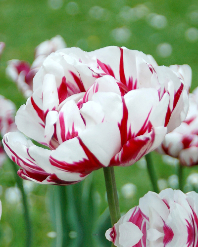 Levně Tulipán Carnaval de Nice 5 ks