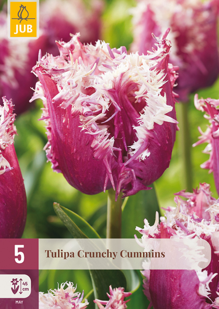 Levně Tulipán Crunchy Cummins 5 ks