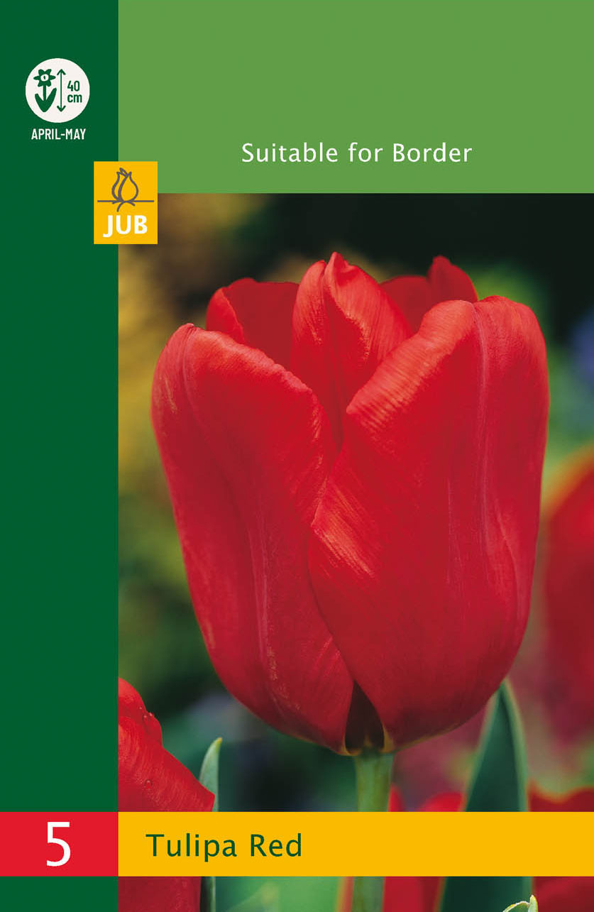 Levně Tulipán Triumph Red 5 ks