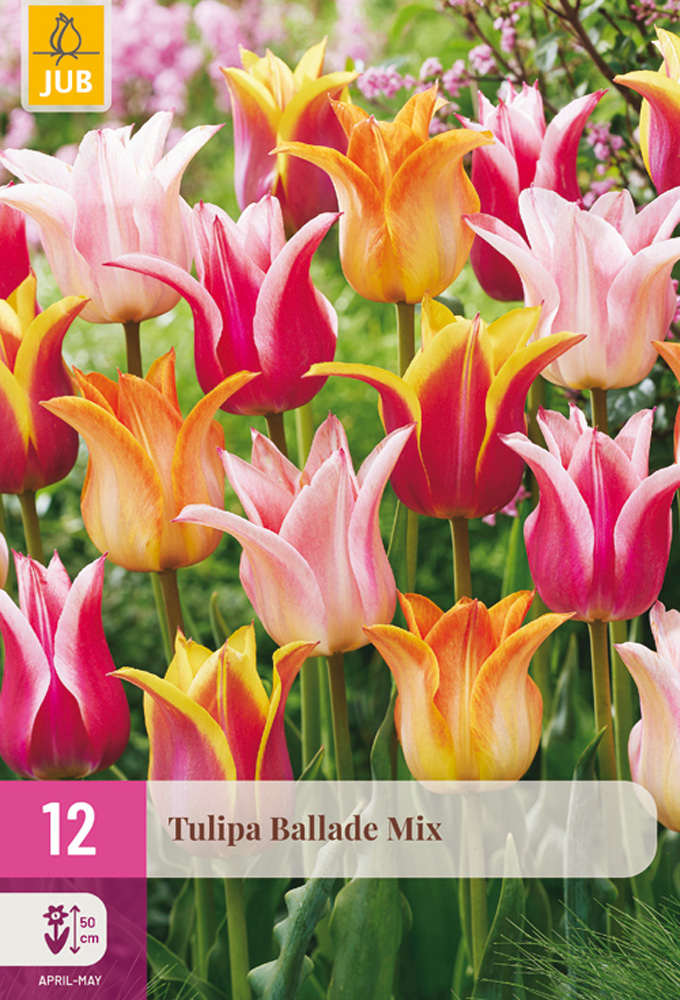 Levně Tulipán Ballade Mix 12 ks