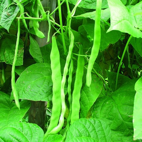 Levně Culina Botanica Fazol Helda