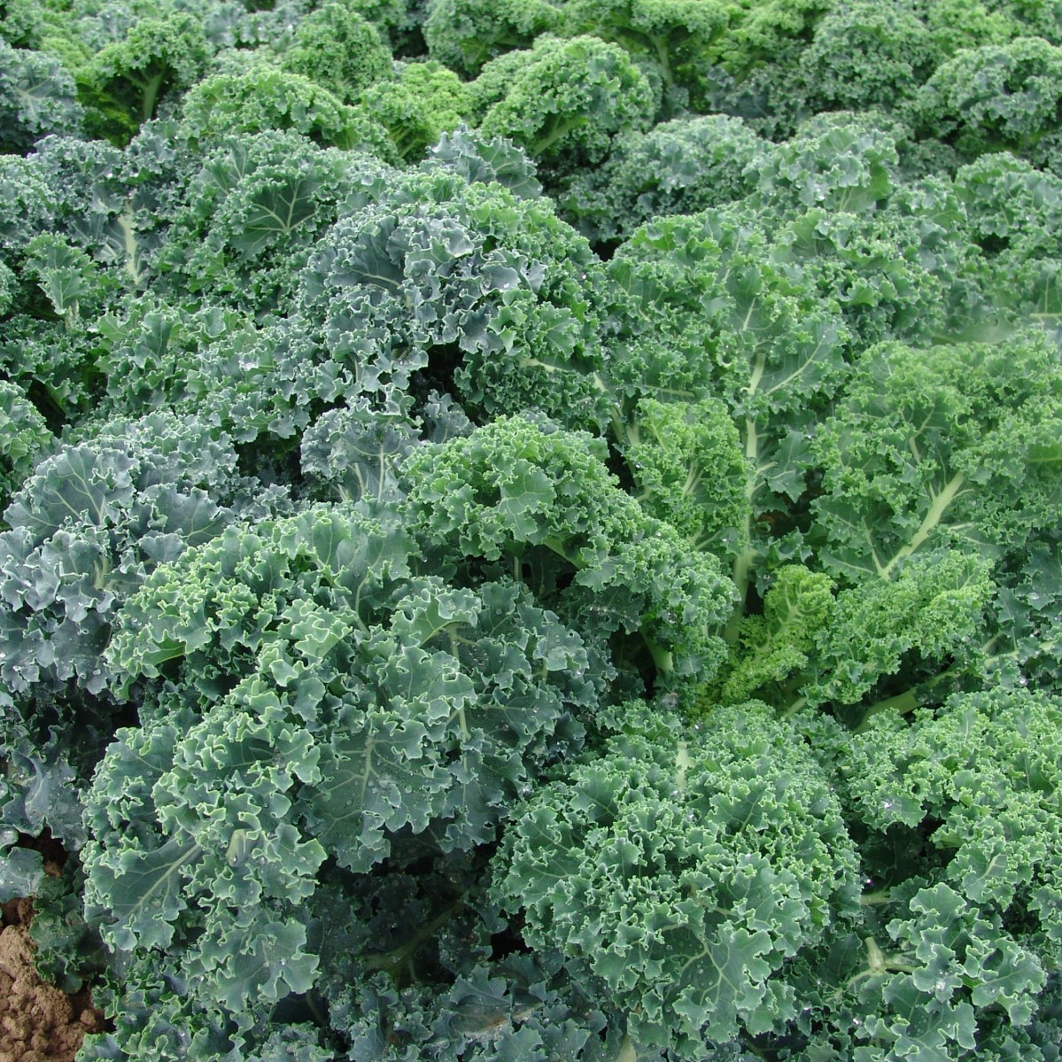 Levně Culina Botanica Kadeřávek Kapral