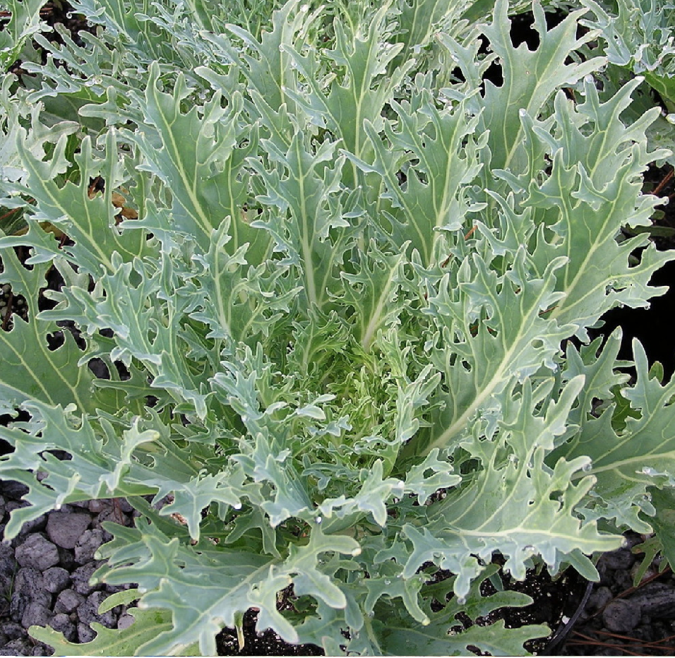 Levně Culina Botanica Kadeřávek Ruský