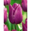 Tulipán Purple Prince 5 ks
