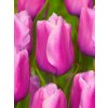 tulipa holland beauty 7