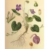 1406 viola odorata1