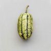 1538 dyne delicata