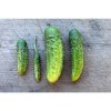 parisian pickle cucumber heirloom 50 days vegetables pinetree garden seeds 765.jpg.webp