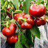 19155 paprika topepo rosso