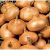 Cibule sazečka Štutgartská 250g