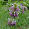 Monarda citronová