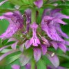 Monarda citronová