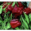 2243 paprika quadrato d asti rosso