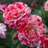 Mnohokvětá růže „Abracadabra“