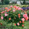 Mnohokvětá růže „Aprikola“