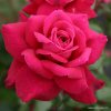 Velkokvětá růže „Bellevue“