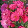 Půdopokryvná růže „Blühwunder 08“