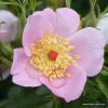 Planá růže „Carolina (Virginiana)“
