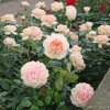 Mnohokvětá růže „Garden of Roses“