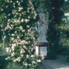 Keřová růže Turbat „Ghislaine de Féligonde“