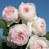 Mnohokvětá růže „Herzogin Christiana“