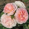 Mnohokvětá růže „Märchenzauber“