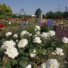 Velkokvětá růže „Memoire“