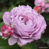 Mnohokvětá růže „Novalis“
