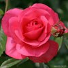 Pnoucí růže „Rosanna“
