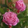 Mnohokvětá růže „Rosengräfin Marie Henriette“