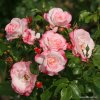 Keřová růže „Rosenstadt Freising“