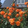 Keřová růže „Westerland“