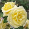 Velkokvětá růže „Limona“