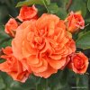 Mnohokvětá růže „Orangerie“