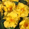 Půdopokryvná růže „Lemon Fizz“