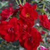 Půdopokryvná růže „Marondo“