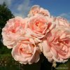 Mnohokvětá růže „Cremosa“