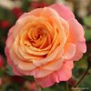 Pnoucí růže „Peach Melba“